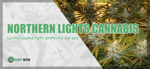 Northern Lights Cannabis Indica: Ecco La Varietà Più Amata