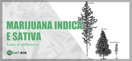 indica marijuana sativa