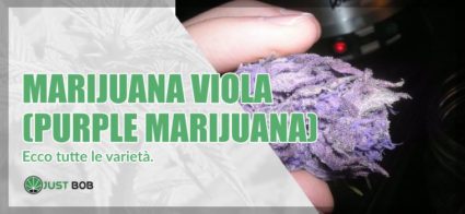 marijuana viola