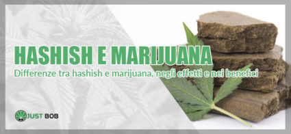 hashish e marijuana differenze