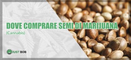 dove compare semi di marijuana (cannabis)