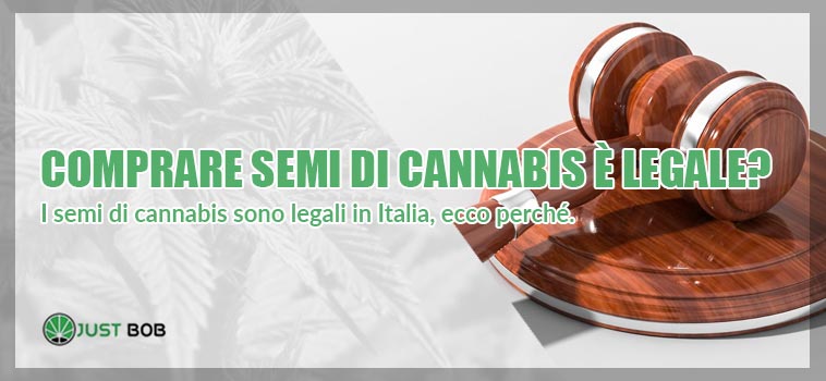 Semi di marijuana: il punto sulla normativa italiana - Il Castello Edizioni  e Il Mattino di Foggia