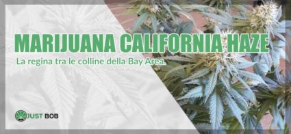 marijuana California Haze