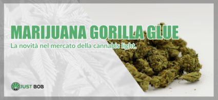 Marijuana Gorilla Glue cannabis light