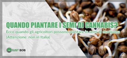 piantare semi di cannabis