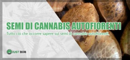 semi di cannabis auto fiorenti online