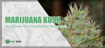 Il Blog Di Justbob Info E Curiosita Sulla Marijuana Part 12