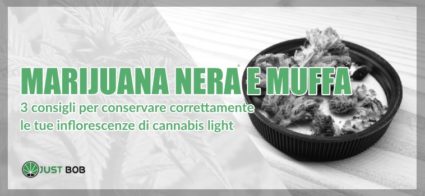 Marijuana nera e muffa