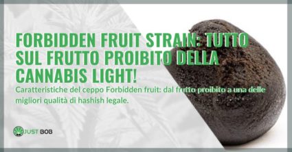 forbidden fruit strain informazioni