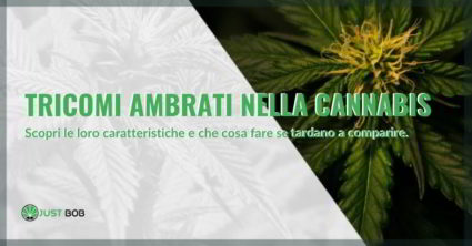 tricomi ambrati nella cannabis