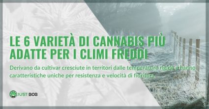 Cannabis adatta ai climi freddi