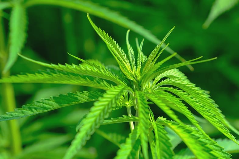 piantina verde di cannabis sativa in primo piano | Justbob