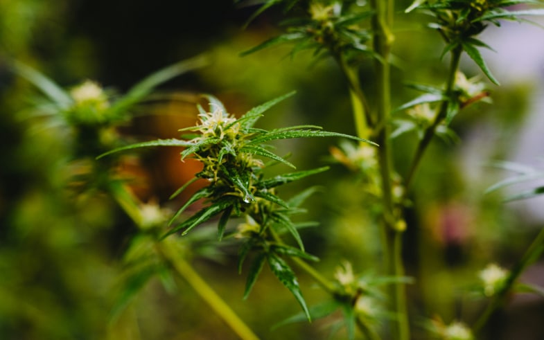 terpeni di cannabis sativa ben visibili in campo di marijuana | Justbob