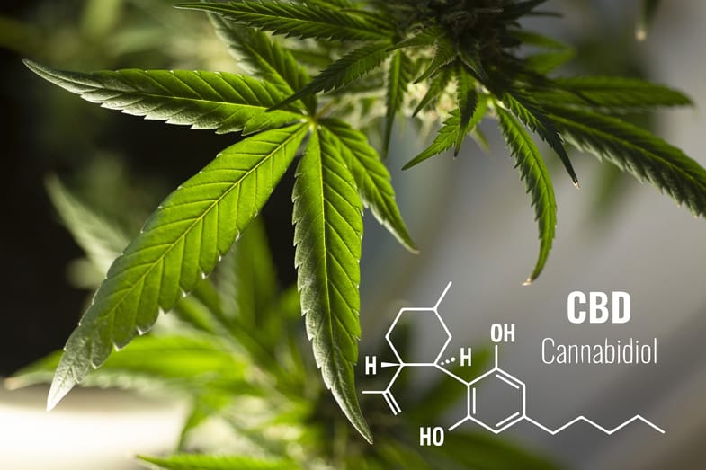 piantina di marijuana e rappresentazione della formula chimica del CBD | Justbob