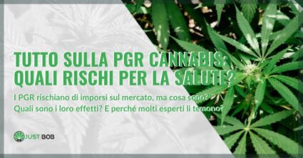 Tutto sulla PGR cannabis: caratteristiche e rischi per la salute | Justbob