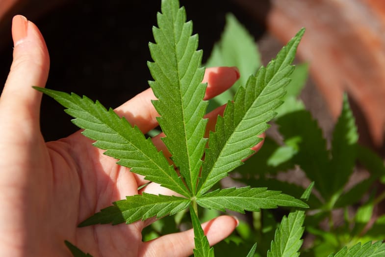 Una mano mostra in primo piano una piantina di cannabis | Justbob