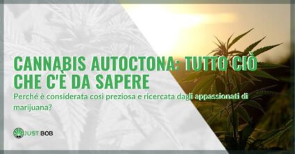 Cannabis Autoctona: tutto ciò che c'è da sapere | Justbob