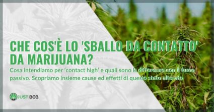 Che cos'è lo 'sballo da contatto' da marijuana? | Justbob