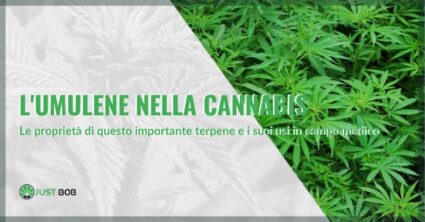 L'umulene nella cannabis: le proprietà di questo importante terpene | Justbob