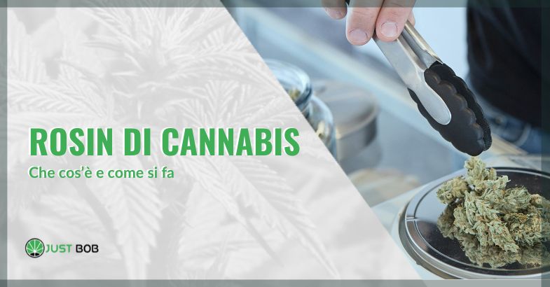 che cosa è il rosin di cannabis e come si fa | just bob