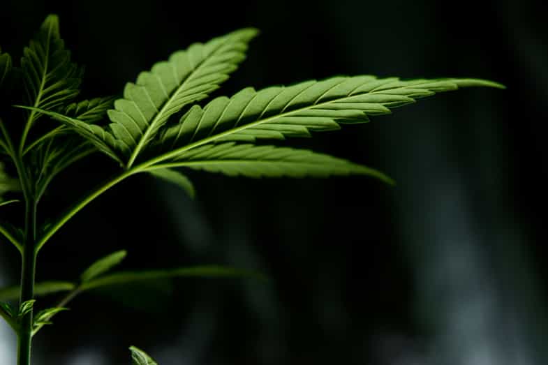 foglia in orizzontale della pianta di cannabis | just bob