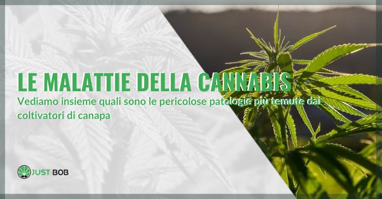 Le malattie della cannabis | Justbob