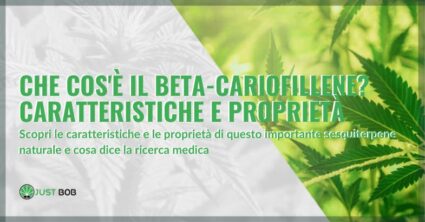 Che cos'è il beta-cariofillene? Caratteristiche e proprietà | Justbob