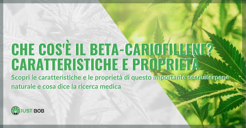 Che cos'è il beta-cariofillene? Caratteristiche e proprietà | Justbob