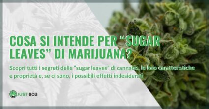 Cosa si intende per sugar leaves di marijuana (e perché se ne parla così tanto) | Justbob