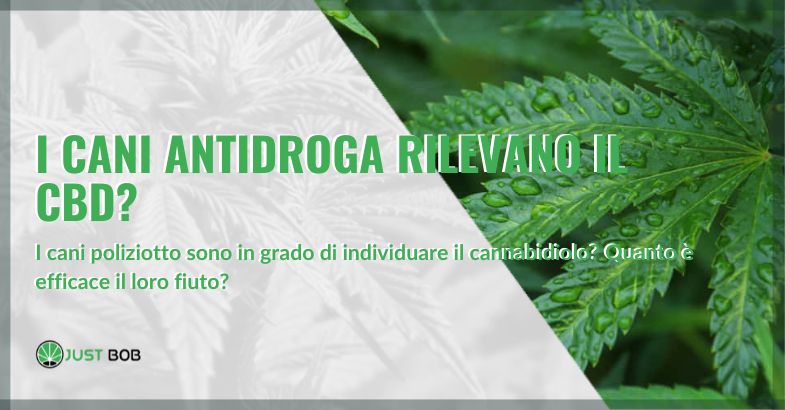 I cani antidroga rilevano il CBD? | Justbob