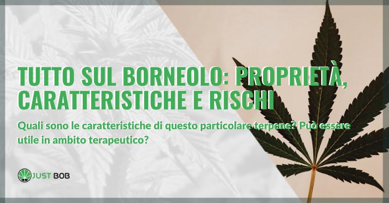 Tutto sul borneolo: proprietà, caratteristiche e rischi (se ci sono) | Justbob