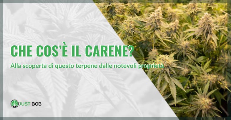 Che cos’è il carene? Alla scoperta di questo terpene dalle notevoli proprietà | Justbob