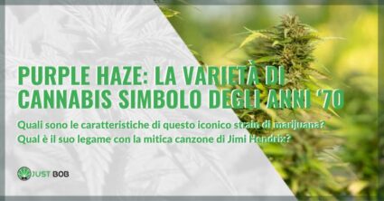 Purple Haze: la varietà di cannabis simbolo degli anni ‘70 | Justbob