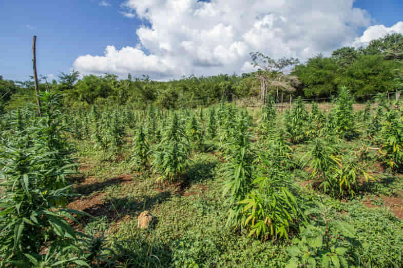 Un vasta e rigogliosa piantagione di canapa con cielo sereno un po' nuvoloso | Justbob