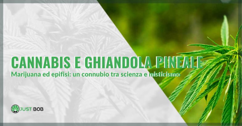 Cannabis e ghiandola pineale: un connubio tra scienza e misticismo | Justbob