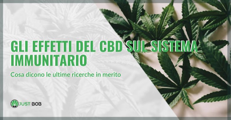 Gli effetti del CBD sul sistema immunitario: cosa dicono le ultime ricerche in merito | Justbob