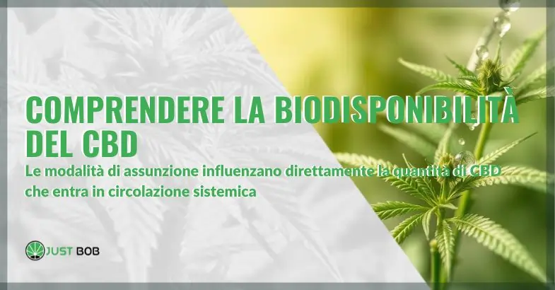 Comprendere la Biodisponibilità del CBD: Una Guida Completa | Justbob