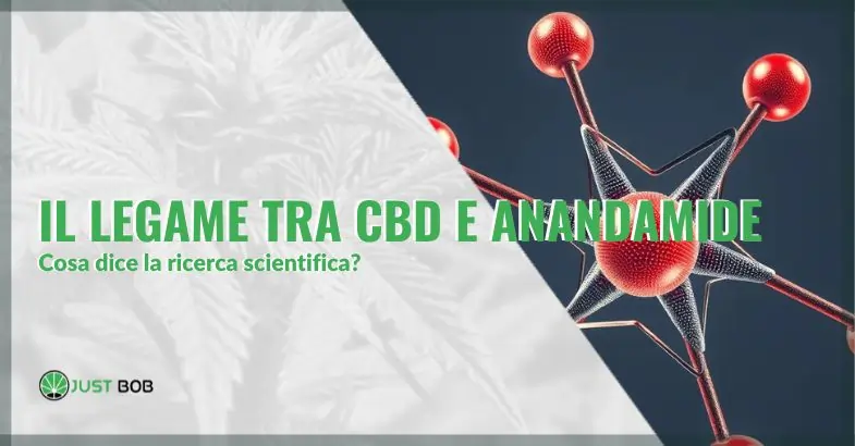 Il legame tra CBD e anandamide | Justbob